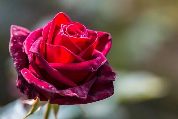 Naturliga blommande rose — Stockfoto