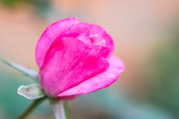 自然盛开的玫瑰 — 图库照片