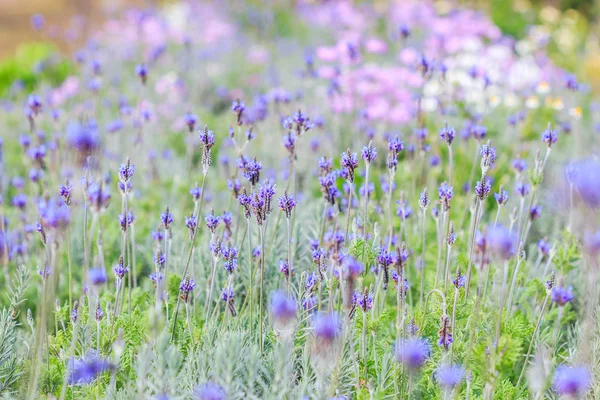 Flores de lavanda francesas — Fotografia de Stock