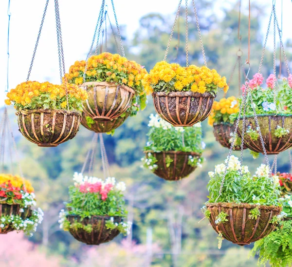 Beautiful baskets of flowers — Stock Photo, Image