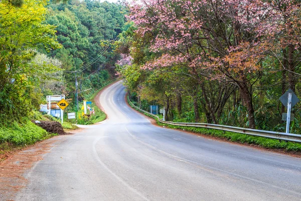 Sakura-Blüte in Thailand — Stockfoto