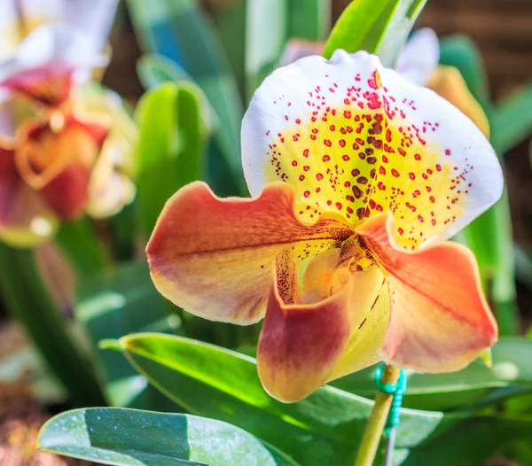 Orchidea kwiat kwitnąć — Zdjęcie stockowe