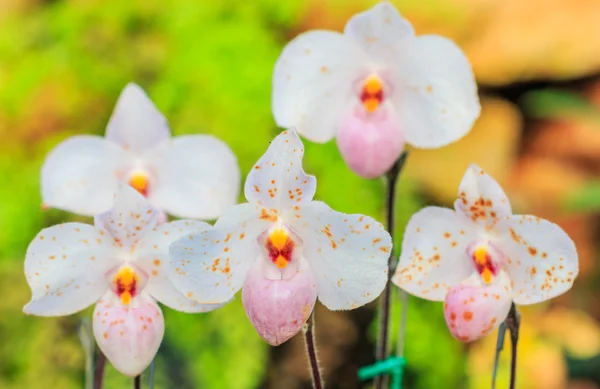 Blossom orkidéer blommor — Stockfoto