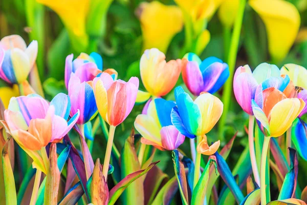 Blühende bunte Tulpen — Stockfoto