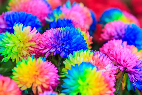 Colorful chrysanthemums flowers — Stock Photo, Image