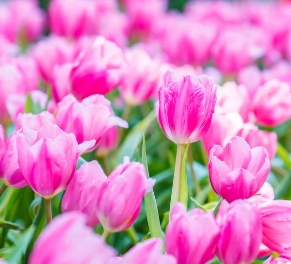 Blommande färgglada tulpaner — Stockfoto
