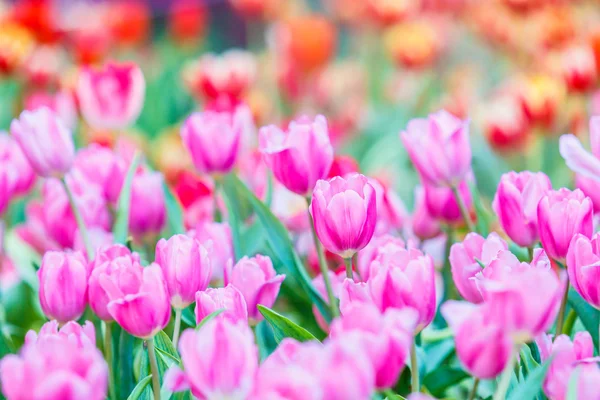 Blooming Colorful tulips — Stock Photo, Image