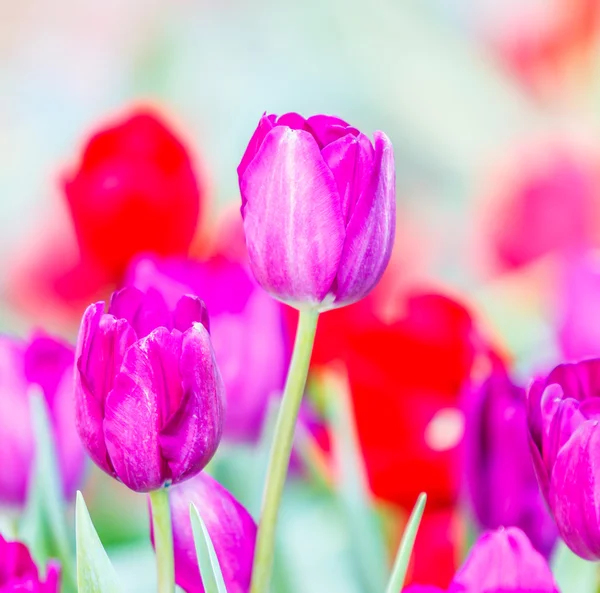 Blooming Colorful tulips — Stock Photo, Image