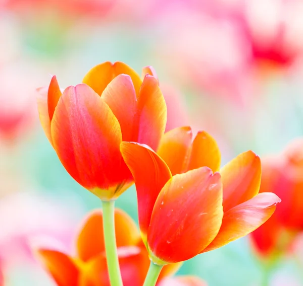 Blommande färgglada tulpaner — Stockfoto