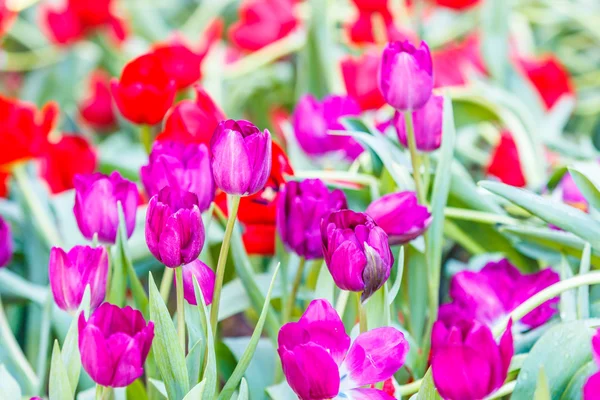 Tulipani colorati in fiore — Foto Stock