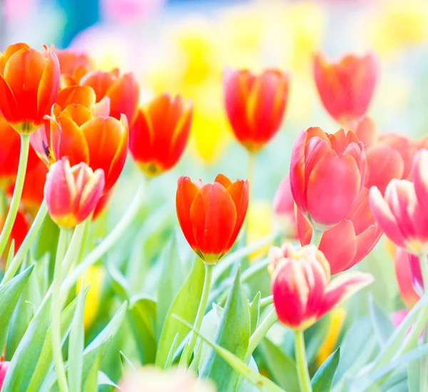 Blommande färgglada tulpaner — Stockfoto