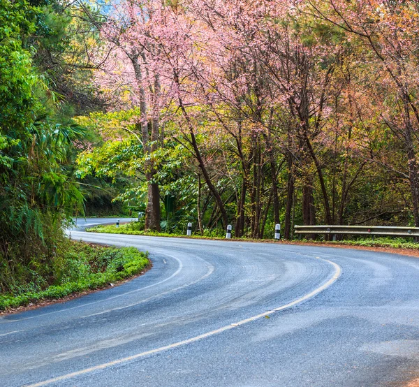 Sakura-Blüte in Thailand — Stockfoto