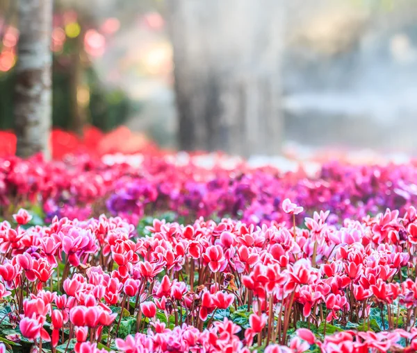 シクラメンの花の庭 — ストック写真