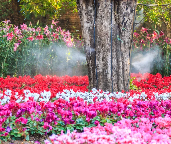 シクラメンの花の庭 — ストック写真