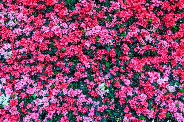 Blooming flowers background — Stock Photo, Image