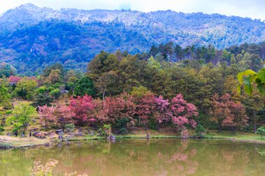 Sakura çiçeği Tayland