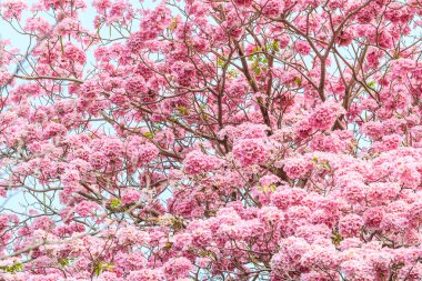Pembe Tabebuia rosea çiçek çiçekler