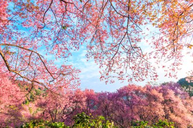 Sakura çiçeği Tayland