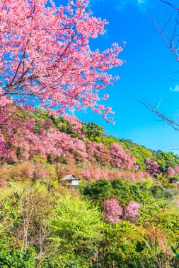 Sakura çiçeği Tayland