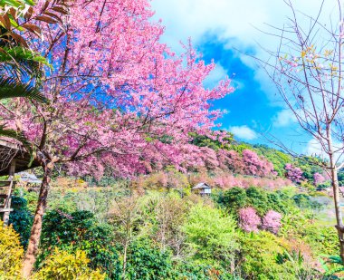 Sakura çiçeği Tayland