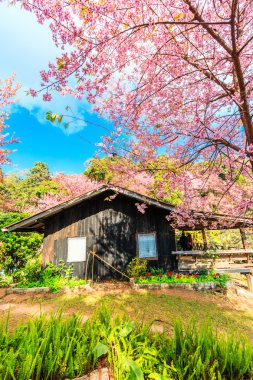Sakura çiçeği Tayland