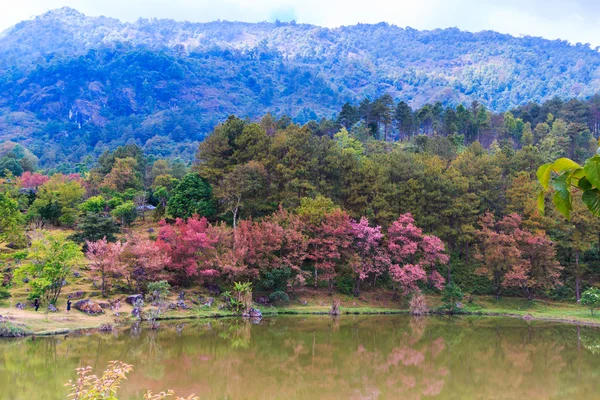 Sakura çiçeği Tayland