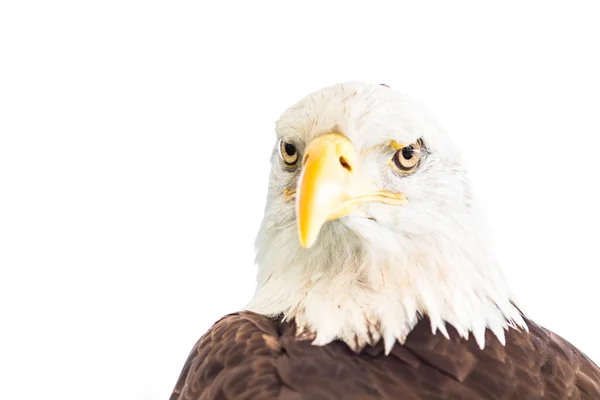 American bald Eagle — Stock Photo, Image