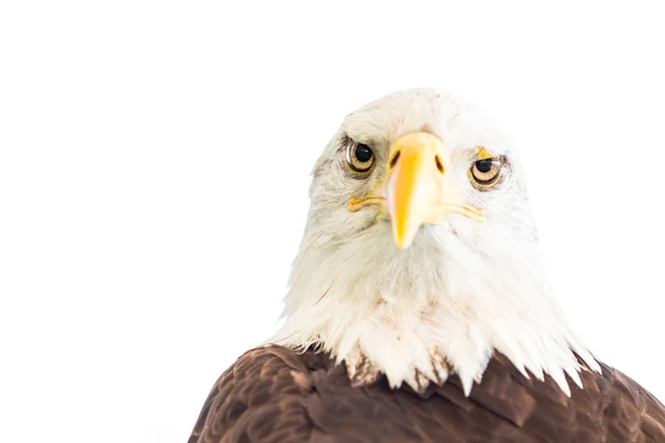 Águila calva americana — Foto de Stock