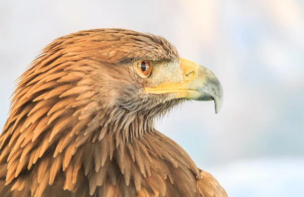 Ave-águia dourada — Fotografia de Stock