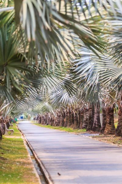 Groene palmen op weg — Stockfoto