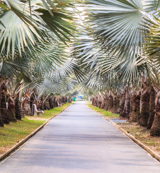 Groene palmen op weg — Stockfoto