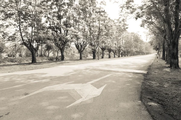 Road with trees tunnel — Stock Photo, Image