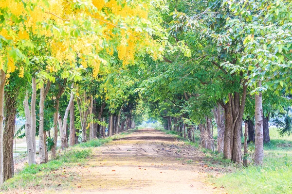 Road with trees tunnel — Stock Photo, Image