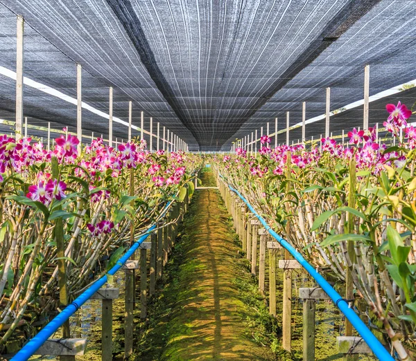 Flores de orquídea Jardim — Fotografia de Stock