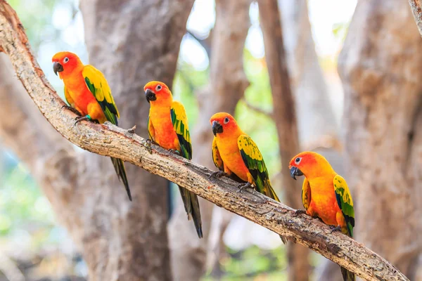 Barevné papoušky Conure — Stock fotografie