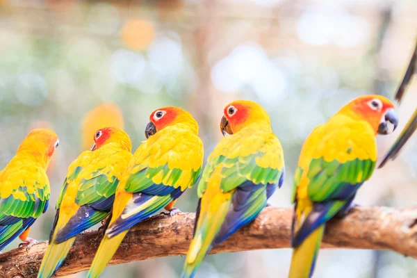 Barevné papoušky Conure — Stock fotografie