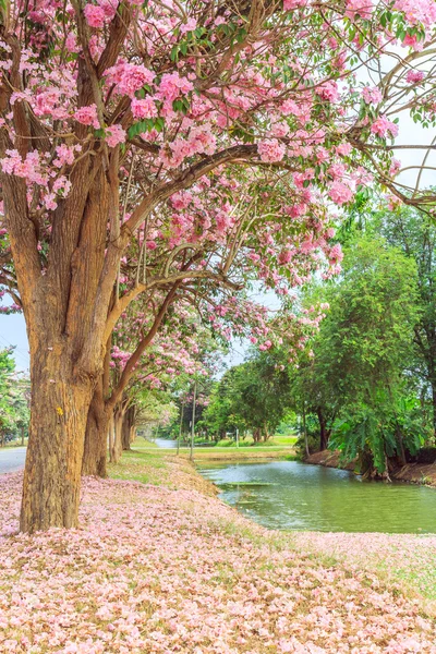 Roze Tabebuia rosea bloesem bloemen — Stockfoto