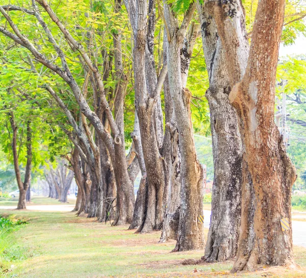 对巴西盾 pterocarpum 树 — 图库照片