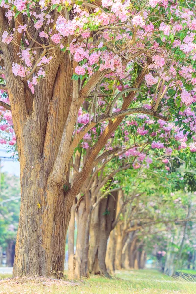 Pink Tabebuia rosea blossom flowers — Stock Photo, Image