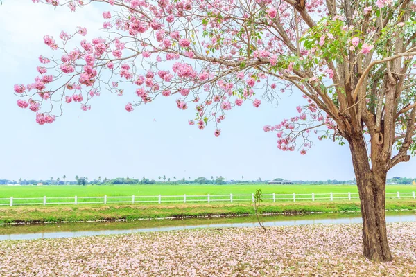 Růžový Tabebuia rosea květ květiny — Stock fotografie
