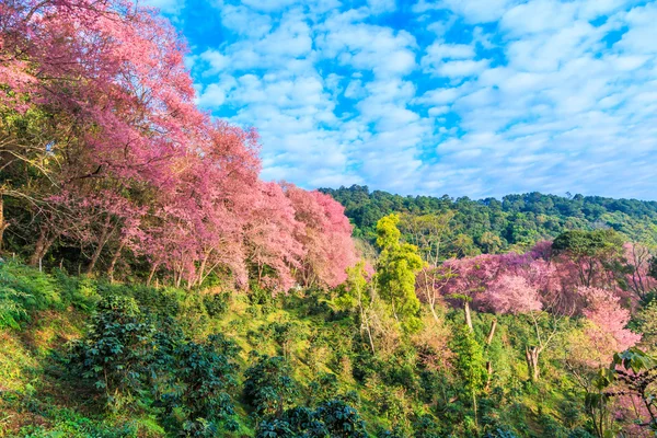 Sakura blossom in Thailand — Stock Photo, Image