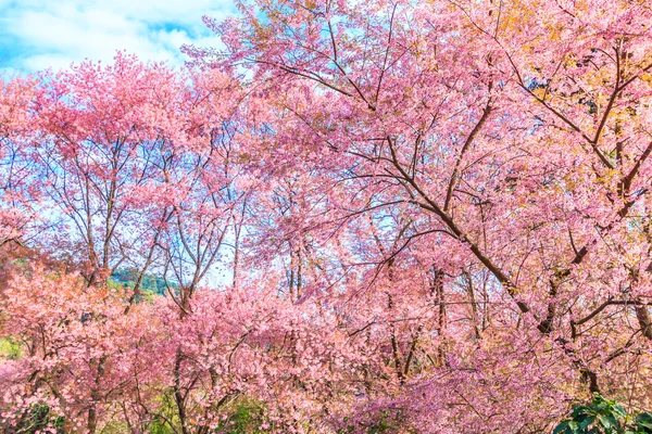 Flor de sakura na Tailândia — Fotografia de Stock