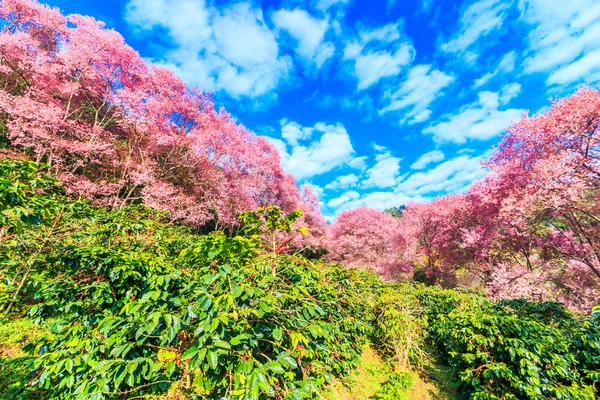Sakura цвітіння в Таїланді — стокове фото