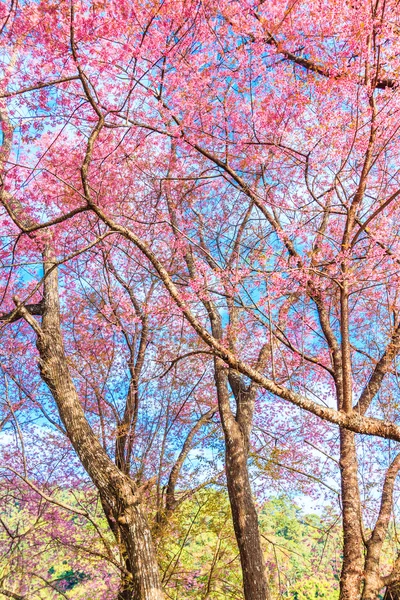 Flor de sakura na Tailândia — Fotografia de Stock