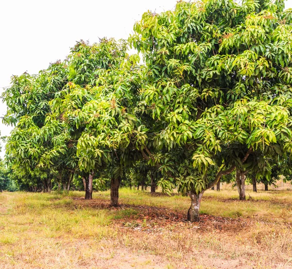 Mango trees orchard — Stock Photo, Image