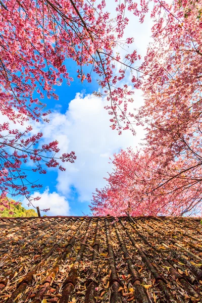 Sakura floare în Thailanda — Fotografie, imagine de stoc