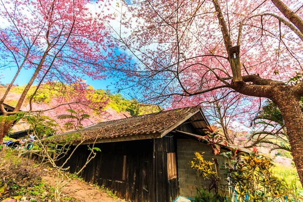 Sakura fleurir dans thailand — Photo