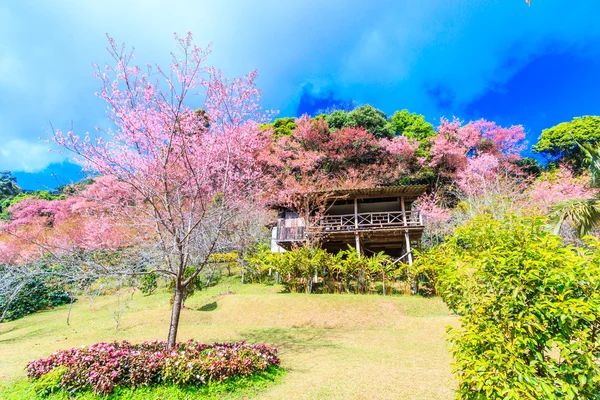 Sakura blossom i thailand — Stockfoto