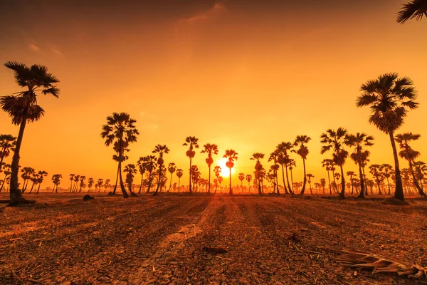 Silhouettes de palmiers à sucre — Photo