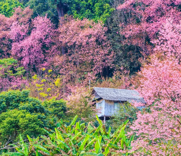 Sakura kwiat w Tajlandii — Zdjęcie stockowe